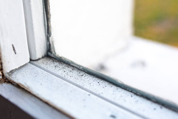Reliable Tanaina, AK Mold Removal Solutions