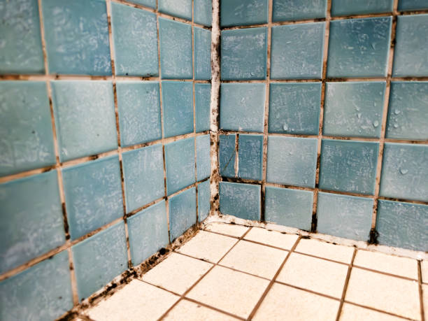 Best Real Estate Mold Inspection  in Tanaina, AK