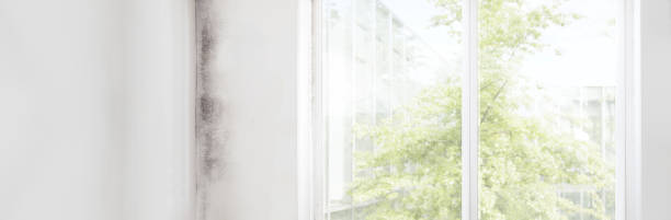 Best Mold Removal for HVAC Installations  in Tanaina, AK