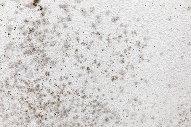 Mold Documentation for Insurance Claims in Tanaina, AK