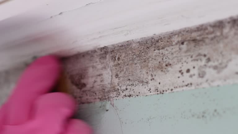 Best Airborne Mold Testing  in Tanaina, AK